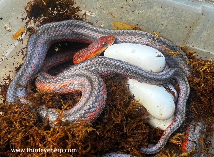 Baird's Rat Snake